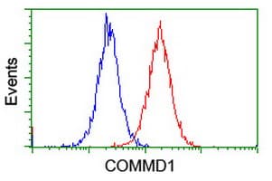 IHC-plus™ COMMD1 Antibody (clone 2E2)