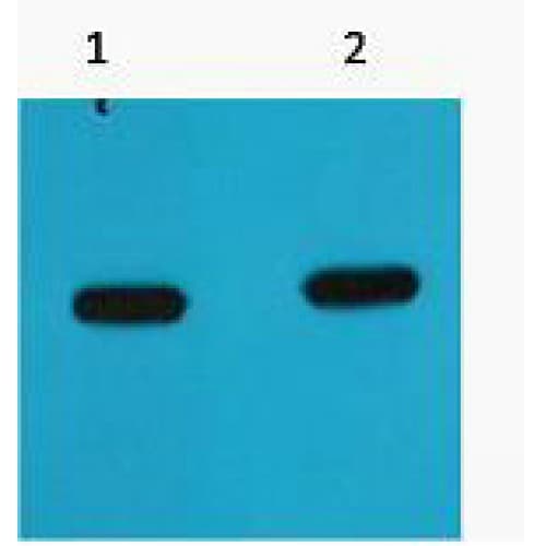 mCherry Antibody (clone Mix)