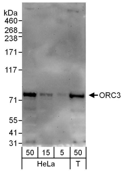 Polyclonal Rabbit anti-Human ORC3L / ORC3 Antibody (aa325-375, IHC, WB)