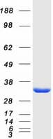 Human NIT2 Protein (Recombinant Myc-DDK (Flag))