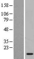 COMMD6 Protein (Over-Expression Lysate Myc-DDK (Flag))