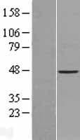 ACTL7B Protein (Over-Expression Lysate Myc-DDK (Flag))