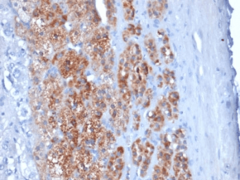 Monoclonal Mouse anti-Human STAR Antibody (clone STAR/2154, Azide-free,BSA-free, IHC)