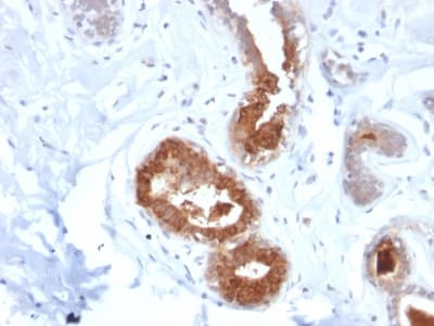 SCGB2A2 / Mammaglobin A Antibody (clone MGB1/2123R, Azide-free, Carrier-free)