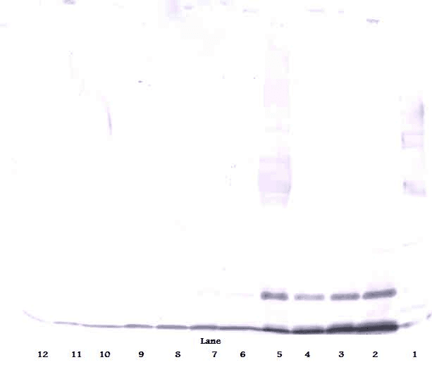 CCL13 / MCP4 Antibody