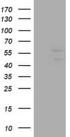 DIXDC1 Antibody (clone OTI6D4)