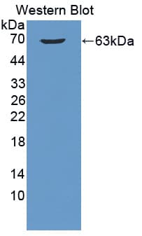 B3GALT5 Antibody (aa29-310)