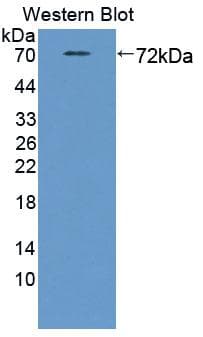 STAM2 Antibody (aa1-377, PE)