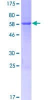 Human OCIAD1 Protein (Recombinant GST)
