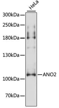 TMEM16B / ANO2 Antibody