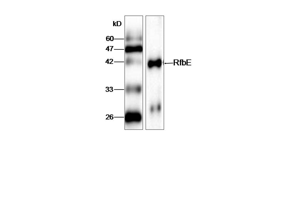 E. coli RfbE Antibody (aa23-338)