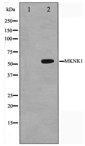 MKNK1 / MNK1 Antibody