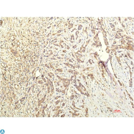 STAT1 Antibody