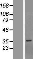 BCCIP Protein (Over-Expression Lysate Myc-DDK (Flag))