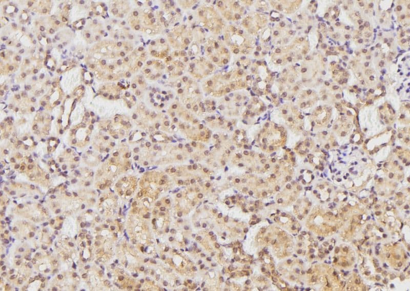 EFNB1 / Ephrin B1 Antibody