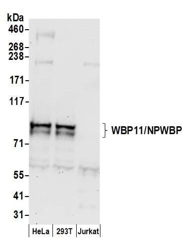 WBP11 Antibody (aa200-250)