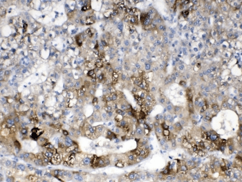 CYP2D6 Antibody