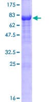 Human UBQLNL Protein (Recombinant GST)