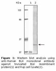 BLK Antibody (clone 9D10B7)