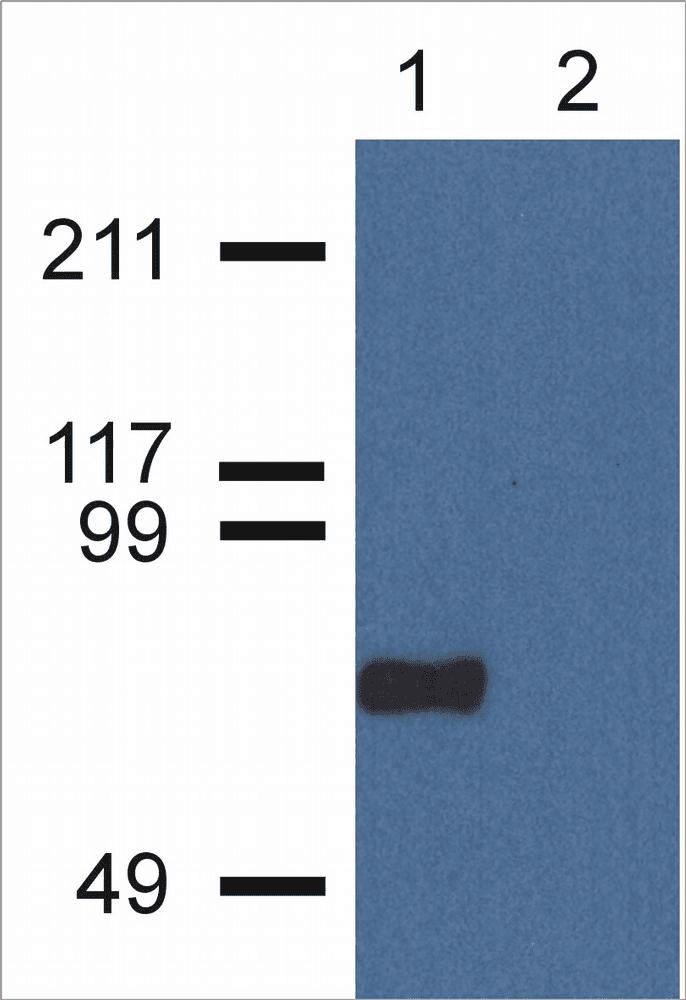 Monoclonal Mouse anti-Human CPNE7 Antibody (clone CPNE7-01, WB)