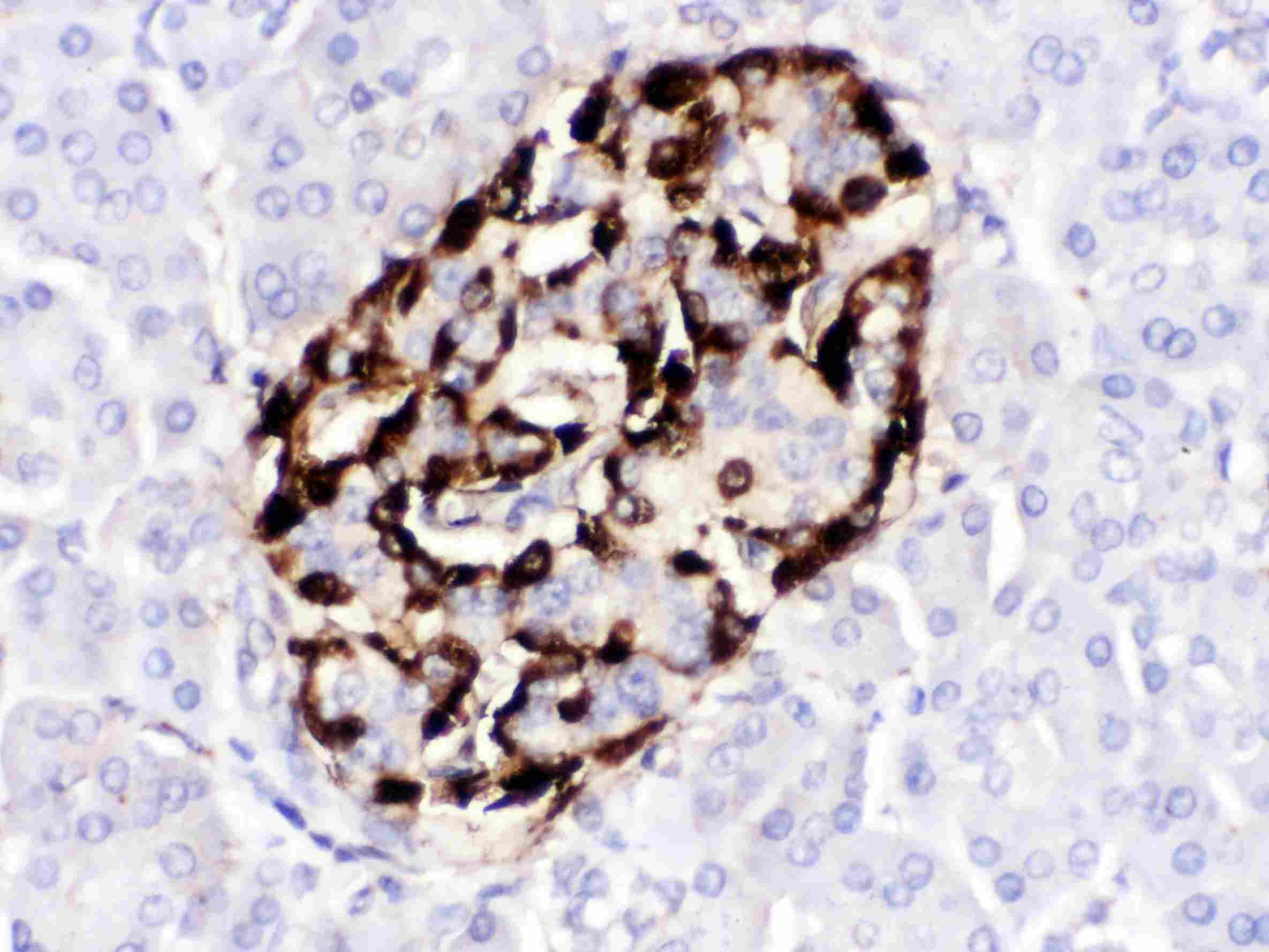 VIP Antibody
