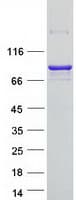 Human RUFY1 Protein (Recombinant Myc-DDK (Flag))