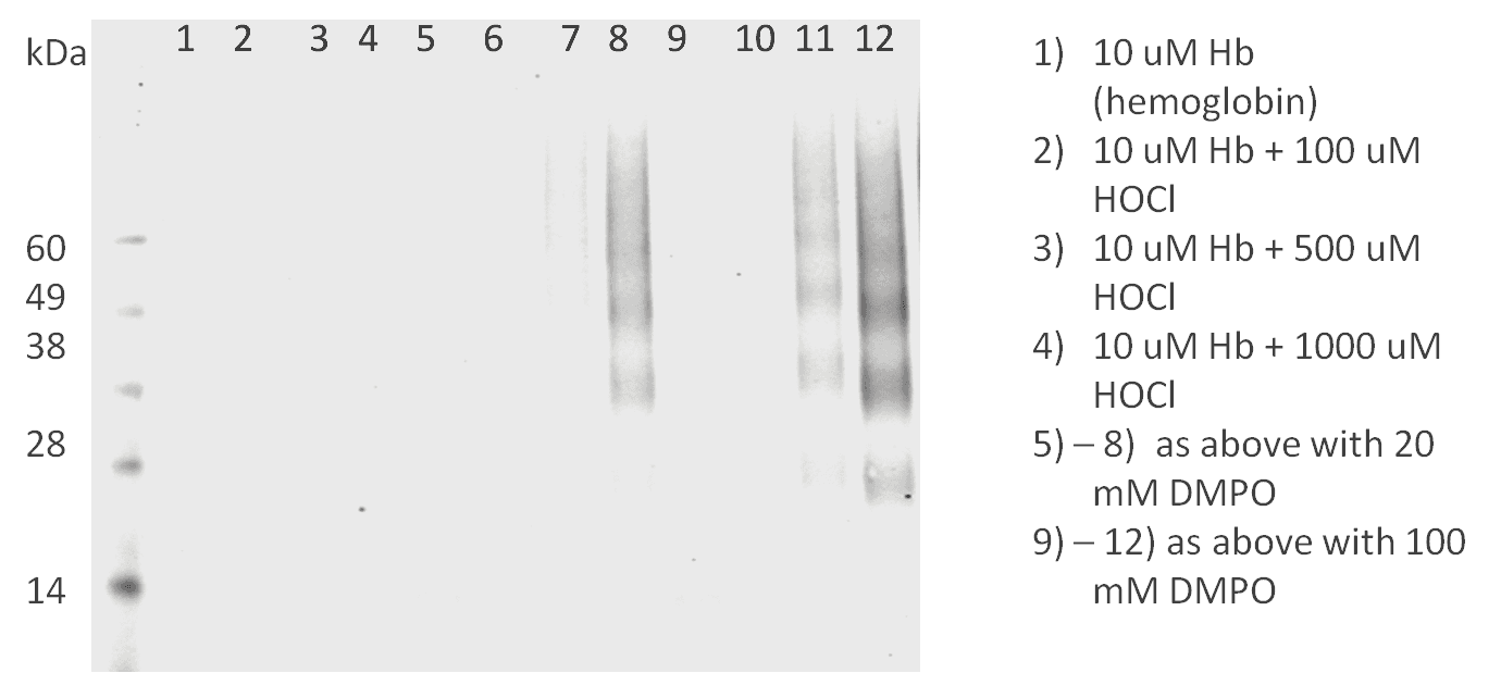 DMPO Antibody (clone N1664A, APC)