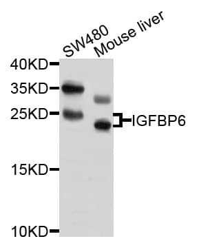 IHC-plus™ IGFBP6 Antibody