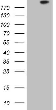 APOBR / APOB48R Antibody (aa780-1088, clone OTI7A7, Carrier-free)