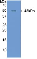 APOE / Apolipoprotein E Antibody (aa14-167)