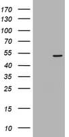 TAPBPL / TAPBPR Antibody (clone OTI1D3)
