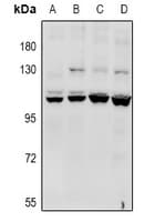 CACNA2D4 Antibody