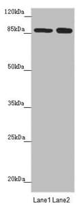 NELL1 Antibody