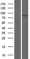 ENGASE Protein (Over-Expression Lysate Myc-DDK (Flag))