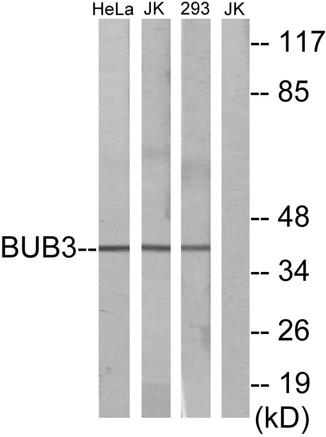 BUB3 Antibody (aa279-328)