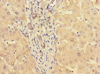 STAT3 Antibody