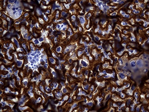 MME / CD10 Antibody (aa411-750, clone UMAB235)