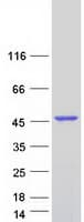 Human TTPAL / C20orf121 Protein (Recombinant Myc-DDK (Flag))