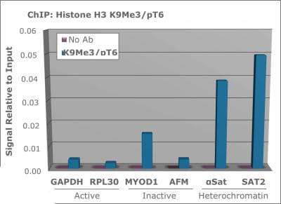 HIST3H3 Antibody (phospho-Thr6/Me3-Lys9)