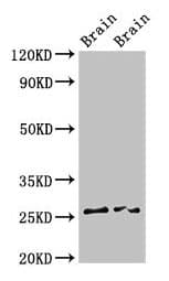 FAM3B Antibody