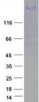 Human MEGF6 Protein (Recombinant Myc-DDK (Flag))
