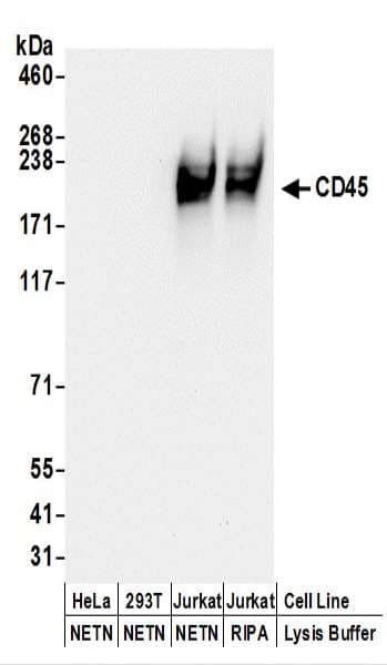 CD45 / LCA Antibody (aa1254-1304)
