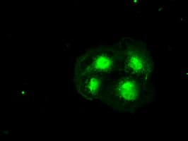 IHC-plus™ HHEX / HEX Antibody (clone 3F4 1B1)