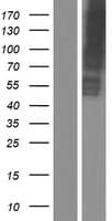 SLC13A2 / NaCT Protein (Over-Expression Lysate Myc-DDK (Flag))