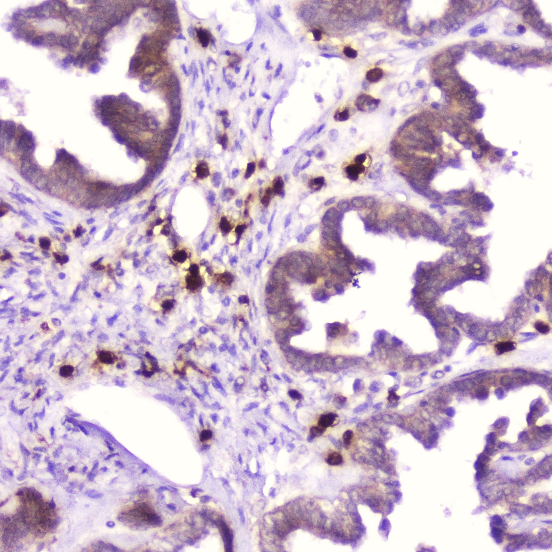 RNASE3 Antibody