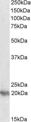 IHC-plus™ Polyclonal Goat anti-Human PERP Antibody (aa172-185, IHC, WB)