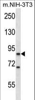 Polyclonal Rabbit anti-Human KSR1 Antibody (aa719-747, WB)
