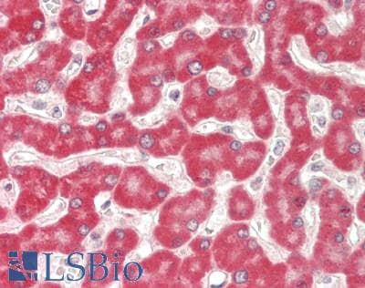 IHC-plus™ MUT / MCM Antibody (clone 2A8)