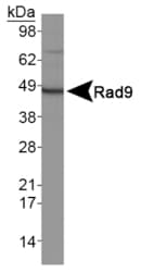 RAD9A / RAD9 Antibody