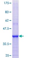 Human PIK4CB / PI4KB Protein (Recombinant GST, N-terminus)